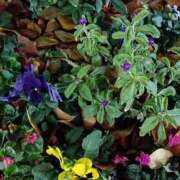 ヒメ日記 2025/12/12 06:00 投稿 斉藤恵 セレブショップ新宿（東京ハレ系）