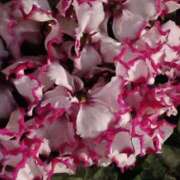 ヒメ日記 2025/12/13 06:00 投稿 斉藤恵 セレブショップ新宿（東京ハレ系）