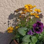 ヒメ日記 2025/12/13 08:02 投稿 斉藤恵 セレブショップ新宿（東京ハレ系）