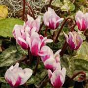 ヒメ日記 2025/12/14 06:00 投稿 斉藤恵 セレブショップ新宿（東京ハレ系）