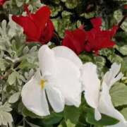 ヒメ日記 2025/12/14 07:15 投稿 斉藤恵 セレブショップ新宿（東京ハレ系）