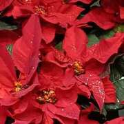 斉藤恵 おはようございます セレブショップ新宿（東京ハレ系）