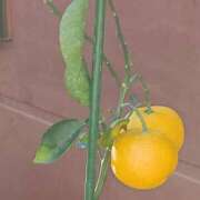 ヒメ日記 2025/12/16 10:54 投稿 斉藤恵 セレブショップ新宿（東京ハレ系）