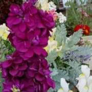 ヒメ日記 2025/12/17 06:00 投稿 斉藤恵 セレブショップ新宿（東京ハレ系）