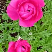 ヒメ日記 2025/12/17 07:15 投稿 斉藤恵 セレブショップ新宿（東京ハレ系）