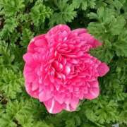 ヒメ日記 2025/12/19 06:00 投稿 斉藤恵 セレブショップ新宿（東京ハレ系）