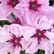 ヒメ日記 2025/12/20 06:00 投稿 斉藤恵 セレブショップ新宿（東京ハレ系）