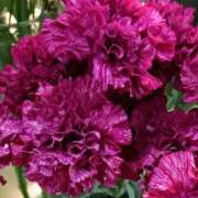 ヒメ日記 2025/12/22 00:34 投稿 斉藤恵 セレブショップ新宿（東京ハレ系）