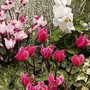 ヒメ日記 2025/12/22 06:00 投稿 斉藤恵 セレブショップ新宿（東京ハレ系）