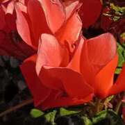 ヒメ日記 2025/12/24 23:00 投稿 斉藤恵 セレブショップ新宿（東京ハレ系）