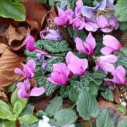 ヒメ日記 2025/12/25 20:02 投稿 斉藤恵 セレブショップ新宿（東京ハレ系）