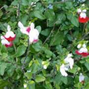 ヒメ日記 2025/12/26 06:00 投稿 斉藤恵 セレブショップ新宿（東京ハレ系）