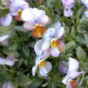 ヒメ日記 2025/12/26 12:16 投稿 斉藤恵 セレブショップ新宿（東京ハレ系）