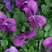 ヒメ日記 2025/12/27 06:00 投稿 斉藤恵 セレブショップ新宿（東京ハレ系）