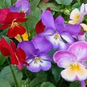 ヒメ日記 2025/12/27 10:15 投稿 斉藤恵 セレブショップ新宿（東京ハレ系）