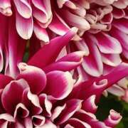 ヒメ日記 2025/12/28 18:45 投稿 斉藤恵 セレブショップ新宿（東京ハレ系）