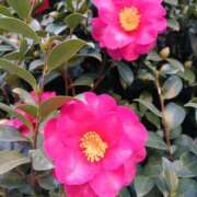 ヒメ日記 2025/12/29 06:00 投稿 斉藤恵 セレブショップ新宿（東京ハレ系）