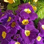 斉藤恵 おはようございます セレブショップ新宿（東京ハレ系）