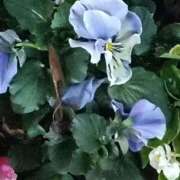 ヒメ日記 2025/12/31 06:00 投稿 斉藤恵 セレブショップ新宿（東京ハレ系）