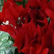 ヒメ日記 2026/01/02 06:44 投稿 斉藤恵 セレブショップ新宿（東京ハレ系）