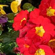 ヒメ日記 2026/01/03 06:00 投稿 斉藤恵 セレブショップ新宿（東京ハレ系）