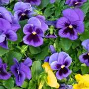 ヒメ日記 2026/01/04 01:14 投稿 斉藤恵 セレブショップ新宿（東京ハレ系）