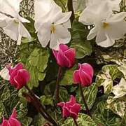 ヒメ日記 2026/01/04 06:00 投稿 斉藤恵 セレブショップ新宿（東京ハレ系）