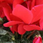 ヒメ日記 2026/01/05 00:12 投稿 斉藤恵 セレブショップ新宿（東京ハレ系）