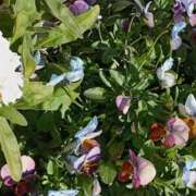 ヒメ日記 2026/01/05 06:00 投稿 斉藤恵 セレブショップ新宿（東京ハレ系）