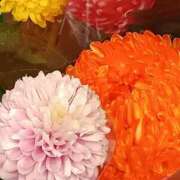 ヒメ日記 2026/01/05 20:15 投稿 斉藤恵 セレブショップ新宿（東京ハレ系）