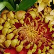 ヒメ日記 2026/01/06 06:00 投稿 斉藤恵 セレブショップ新宿（東京ハレ系）