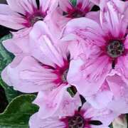 ヒメ日記 2026/01/07 17:30 投稿 斉藤恵 セレブショップ新宿（東京ハレ系）