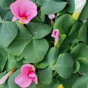 ヒメ日記 2026/01/08 06:00 投稿 斉藤恵 セレブショップ新宿（東京ハレ系）