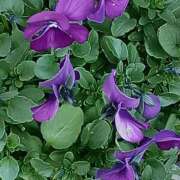 ヒメ日記 2026/01/10 07:15 投稿 斉藤恵 セレブショップ新宿（東京ハレ系）