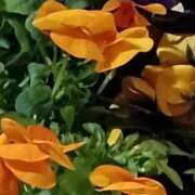 ヒメ日記 2026/01/11 00:47 投稿 斉藤恵 セレブショップ新宿（東京ハレ系）