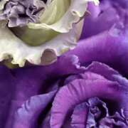 ヒメ日記 2026/01/11 16:45 投稿 斉藤恵 セレブショップ新宿（東京ハレ系）