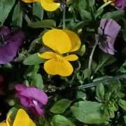 ヒメ日記 2026/01/13 06:00 投稿 斉藤恵 セレブショップ新宿（東京ハレ系）