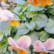 ヒメ日記 2026/01/13 11:15 投稿 斉藤恵 セレブショップ新宿（東京ハレ系）