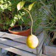 ヒメ日記 2026/01/14 06:00 投稿 斉藤恵 セレブショップ新宿（東京ハレ系）