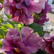 ヒメ日記 2026/01/14 07:15 投稿 斉藤恵 セレブショップ新宿（東京ハレ系）