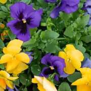 ヒメ日記 2026/01/17 09:45 投稿 斉藤恵 セレブショップ新宿（東京ハレ系）