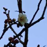 ヒメ日記 2026/01/18 06:00 投稿 斉藤恵 セレブショップ新宿（東京ハレ系）