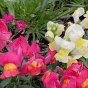 ヒメ日記 2026/01/18 07:15 投稿 斉藤恵 セレブショップ新宿（東京ハレ系）