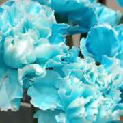 ヒメ日記 2026/01/18 18:41 投稿 斉藤恵 セレブショップ新宿（東京ハレ系）