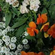 ヒメ日記 2026/01/19 06:00 投稿 斉藤恵 セレブショップ新宿（東京ハレ系）