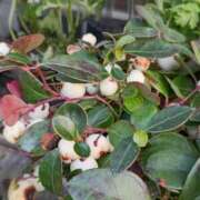 ヒメ日記 2026/01/19 22:30 投稿 斉藤恵 セレブショップ新宿（東京ハレ系）