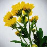 ヒメ日記 2026/01/20 06:00 投稿 斉藤恵 セレブショップ新宿（東京ハレ系）