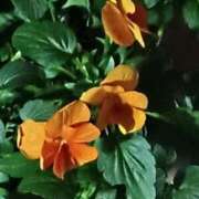 ヒメ日記 2026/01/20 13:50 投稿 斉藤恵 セレブショップ新宿（東京ハレ系）