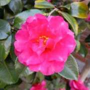 ヒメ日記 2026/01/20 14:01 投稿 斉藤恵 セレブショップ新宿（東京ハレ系）