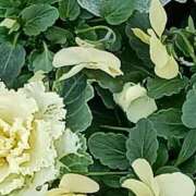 ヒメ日記 2026/01/21 07:15 投稿 斉藤恵 セレブショップ新宿（東京ハレ系）